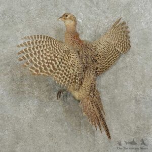Ruffed Grouse Bird Mount For Sale #15922 @ The Taxidermy Store