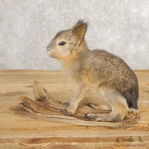 Patagonian Cavy Taxidermy Mount For Sale #21031 @ The Taxidermy Store