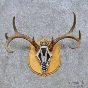 Mule Deer Skull European Mount For Sale #14660 @ The Taxidermy Store