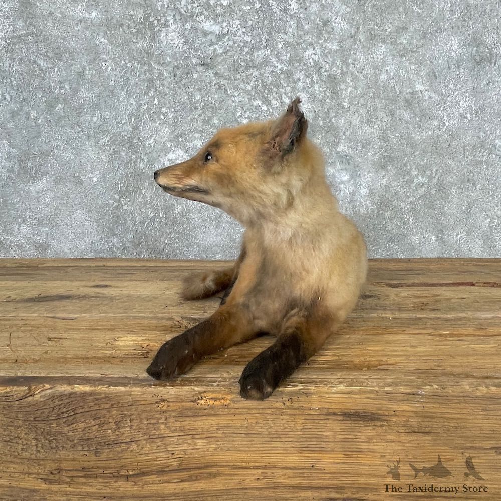 Juvenile Red Fox Life-Size Mount For Sale #26999 @ The Taxidermy Store