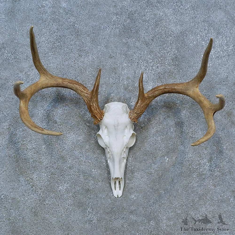 Whitetail Deer Skull Antler European Mount For Sale #15315 @ The Taxidermy Store