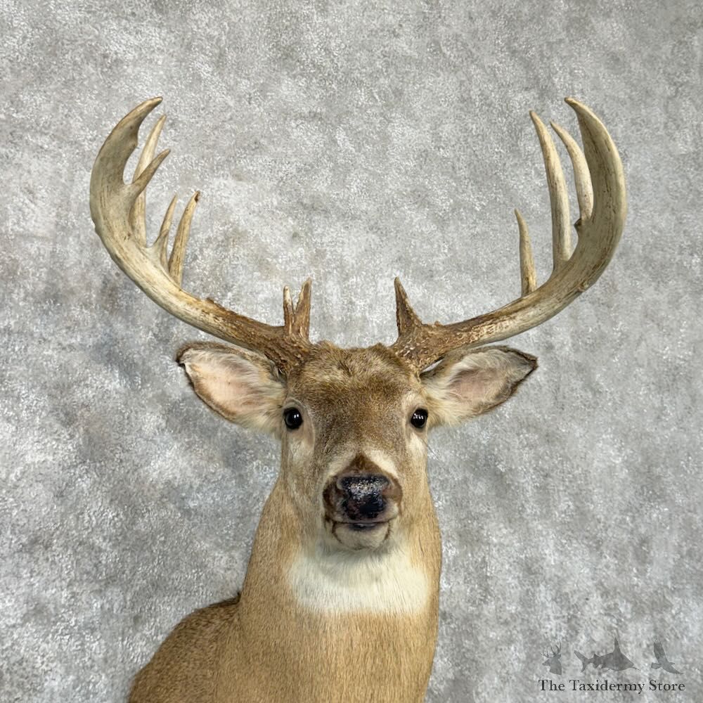 Whitetail Deer Shoulder Mount For Sale #29017 @ The Taxidermy Store