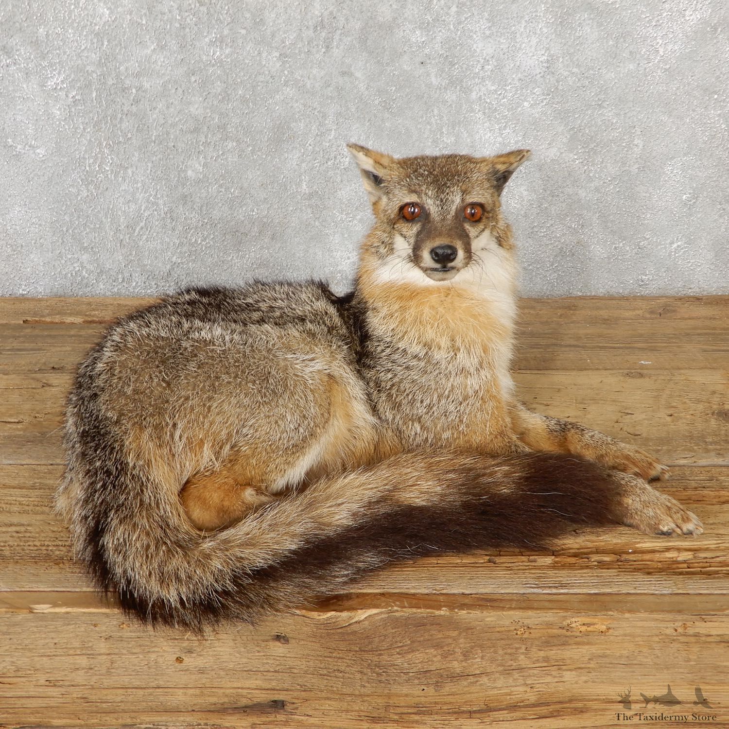 Grey Fox Life-Size Mount For Sale #19279 @ The Taxidermy Store