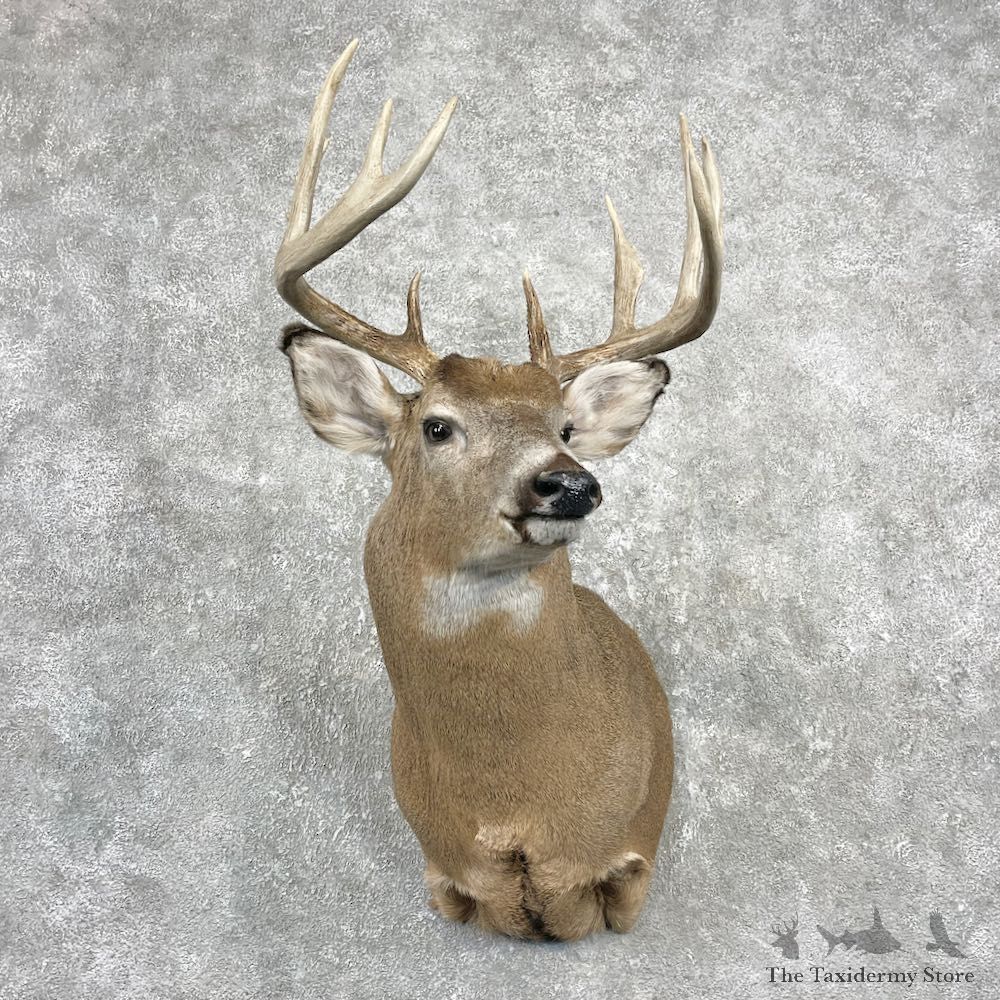 Whitetail Deer Shoulder Mount For Sale #25990 @ The Taxidermy Store