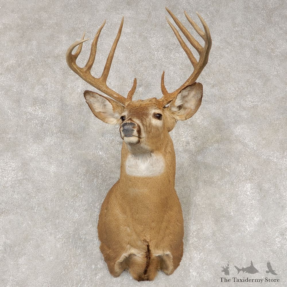 Whitetail Deer Shoulder Mount #21439 For Sale - The Taxidermy Store