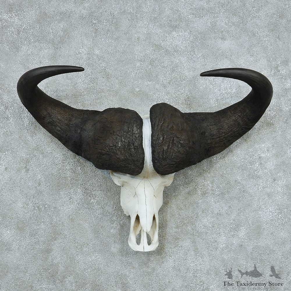 African Cape Buffalo Skull & Horn European Mount #13751 For Sale @ The Taxidermy Store