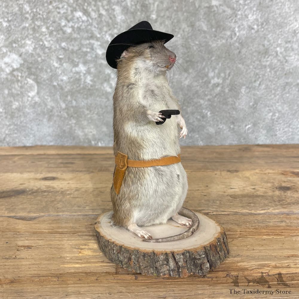 Cowboy Rat Novelty Mount For Sale #26373 @ The Taxidermy Store