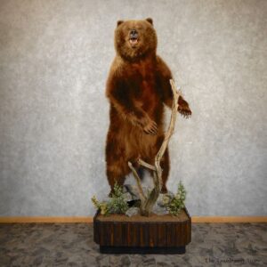 Alaskan Brown Bear Life Size Taxidermy Mount For Sale #20354 @ The Taxidermy Store