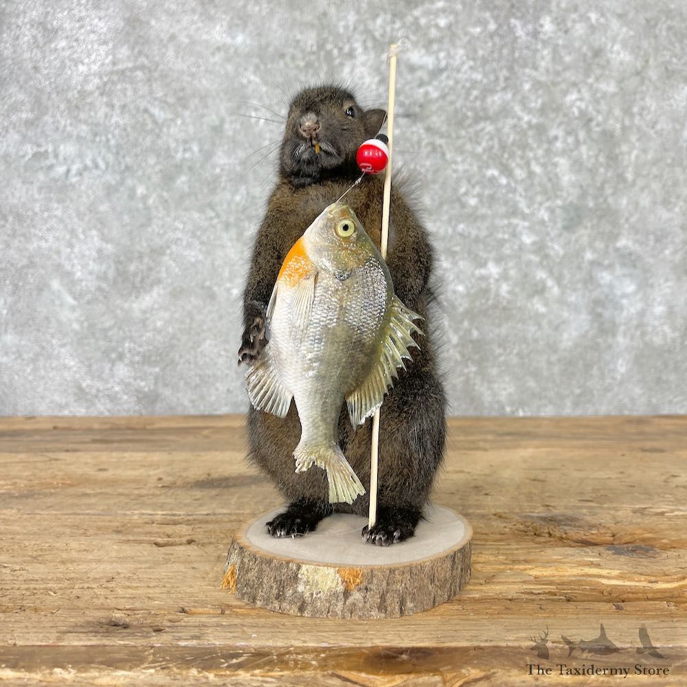 Fishing Black Squirrel Novelty Mount For Sale #27022 @ The Taxidermy Store