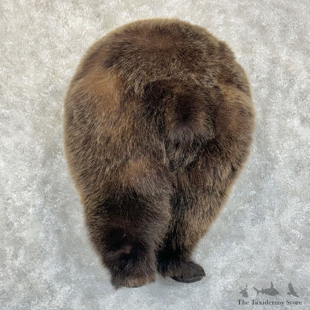 Grizzly Bear Novelty Butt Mount For Sale #28850 @ The Taxidermy Store