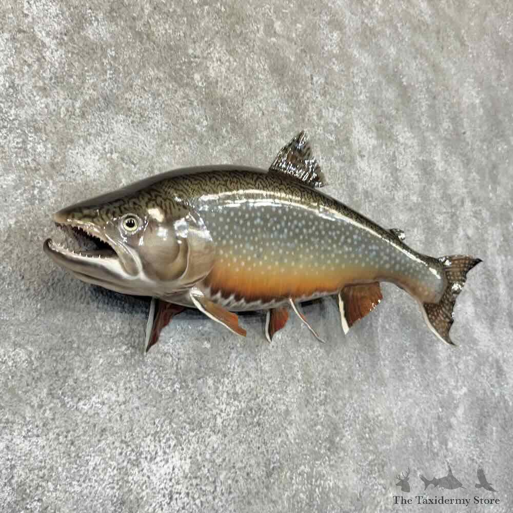 Brook Trout Fish Mount For Sale #30753 @ The Taxidermy Store