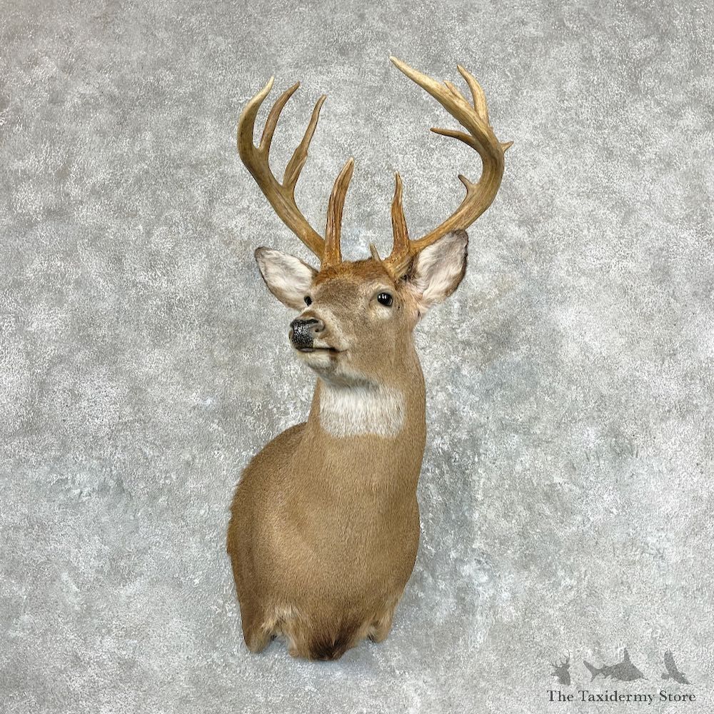 Whitetail Deer Shoulder Mount For Sale #26937 @ The Taxidermy Store