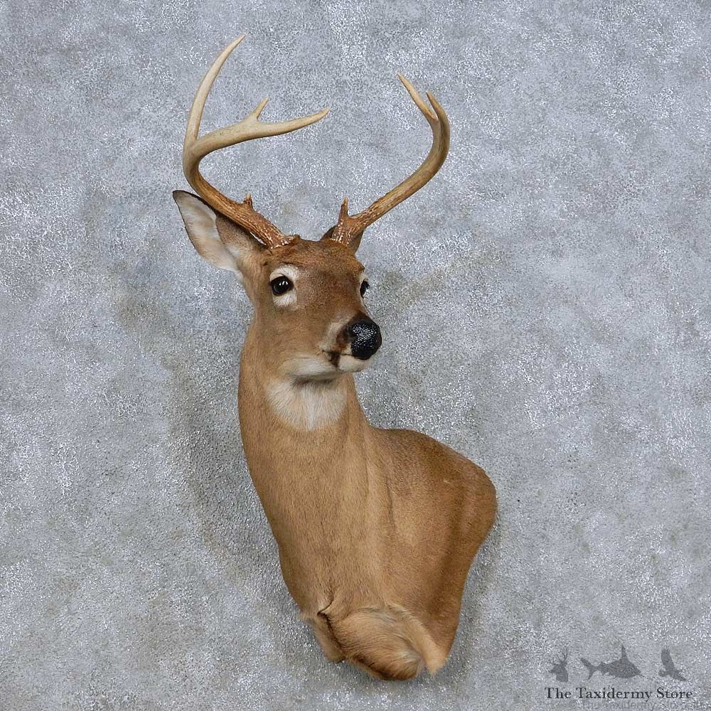 Whitetail Deer Taxidermy Shoulder Mount For Sale #14086 @ The Taxidermy Store