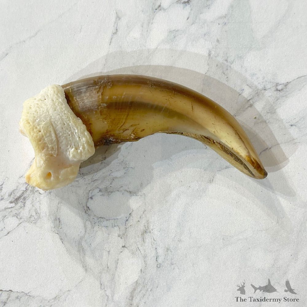 Grizzly Bear Claw For Sale #24863 @ The Taxidermy Store