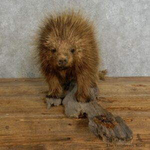 Standing Porcupine Mount #17215 For Sale @ The Taxidermy Store