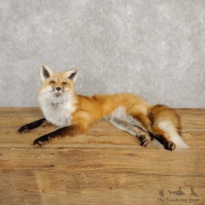 Red Fox Life-Size Mount For Sale #20231 @ The Taxidermy Store