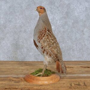 Standing Grey Partridge Mount For Sale #14833 @ The Taxidermy Store