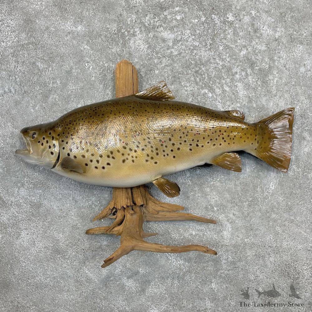 Brown Trout Fish Mount For Sale #27451 @ The Taxidermy Store