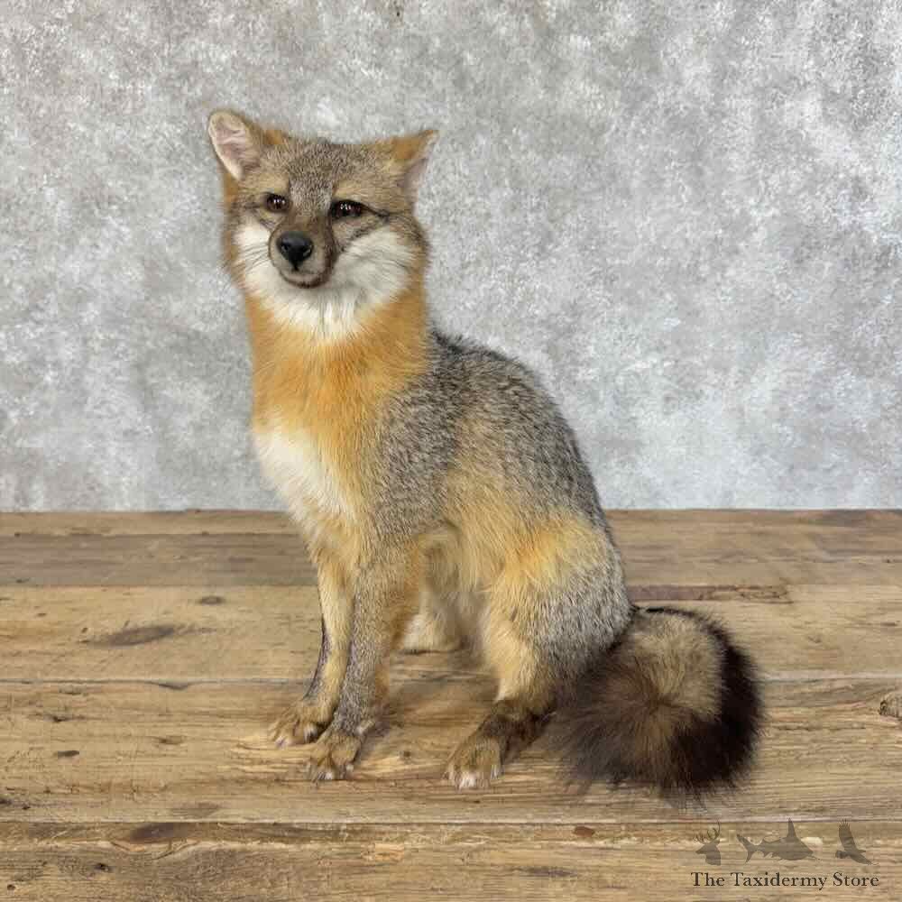 Grey Fox Life-Size Mount For Sale #31422 @ The Taxidermy Store