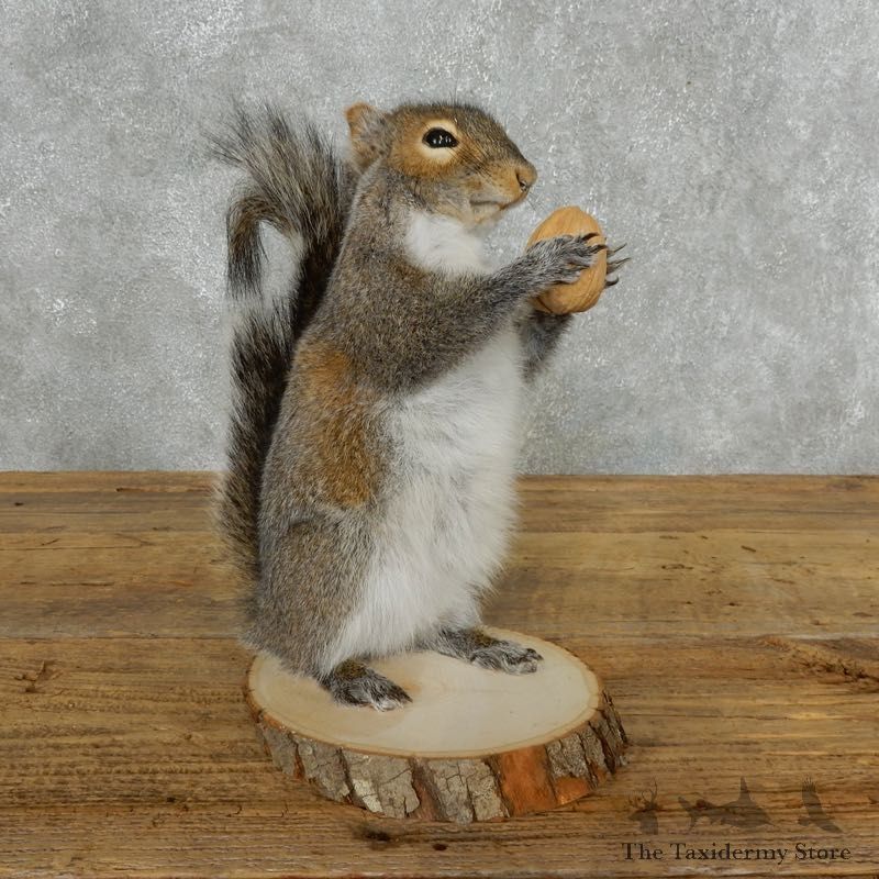 Grey Squirrel Life-Size Mount For Sale #18163 @ The Taxidermy Store