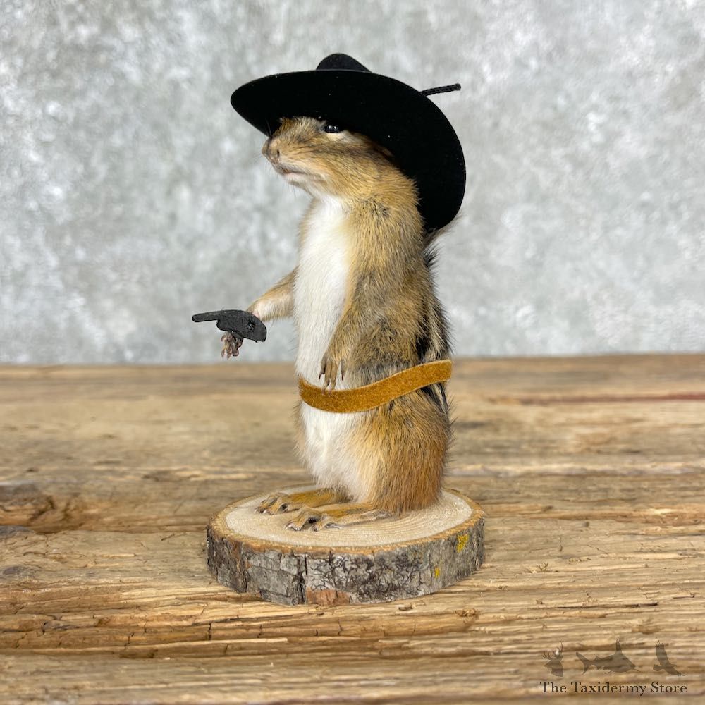 Cowboy Chipmunk Novelty Mount For Sale #25522 @ The Taxidermy Store