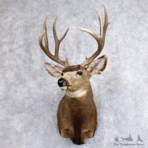 Mule Deer Shoulder Mount For Sale #18638 @ The Taxidermy Store