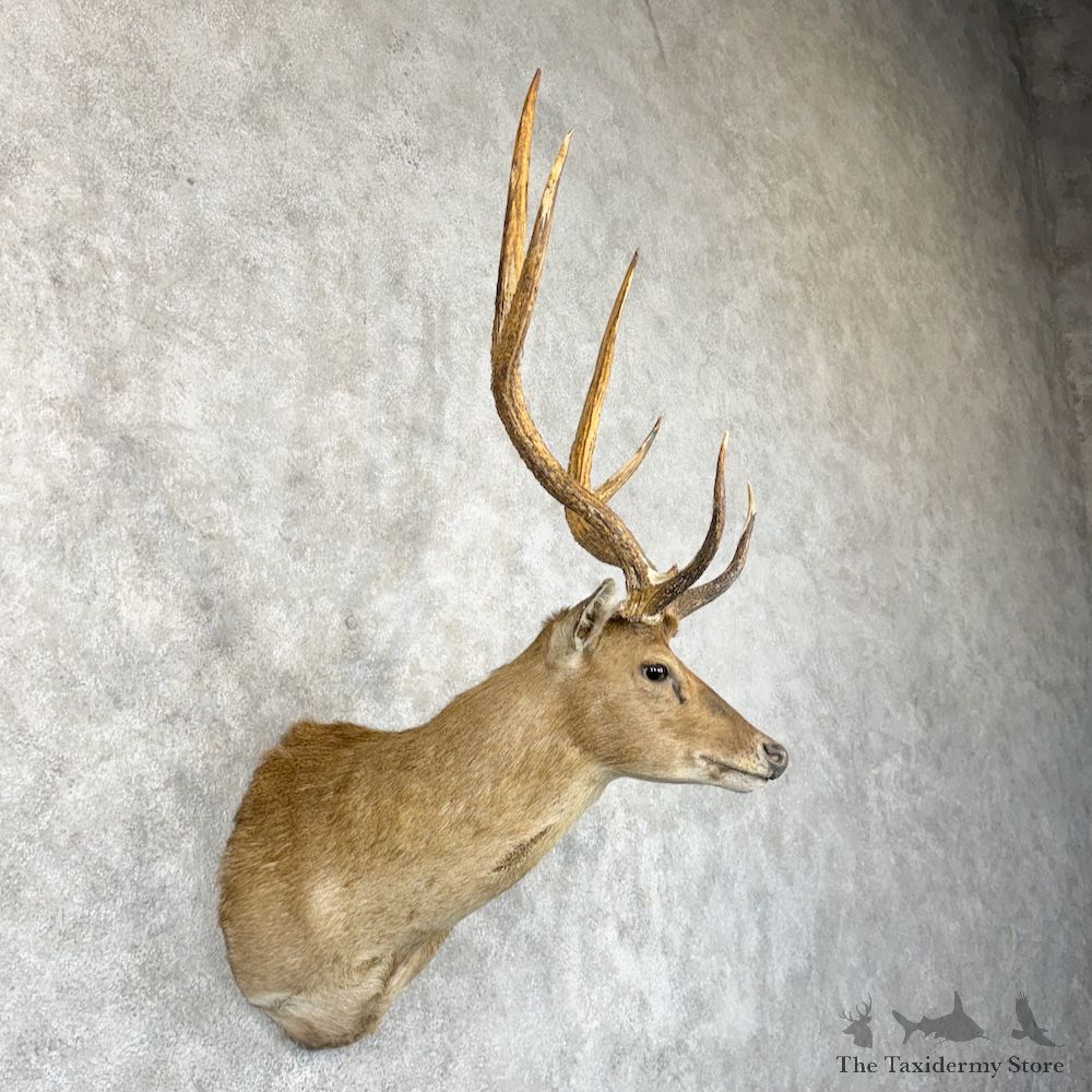 Rusa Deer Shoulder Mount For Sale #29862 @ The Taxidermy Store