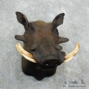 African Warthog Shoulder Mount For Sale #18056 @ The Taxidermy Store