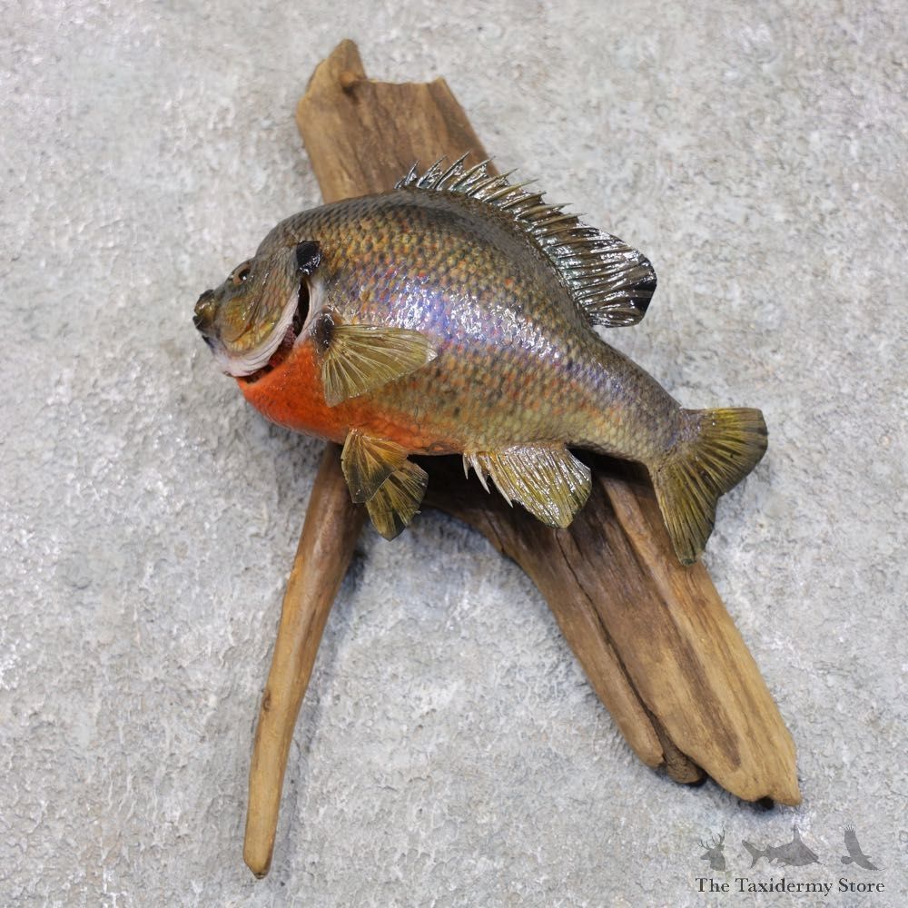 Bluegill Taxidermy Fish Mount #22281 For Sale @ The Taxidermy Store
