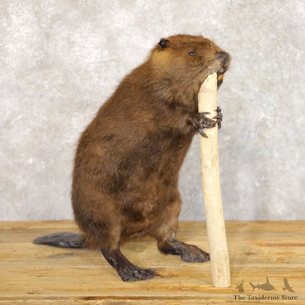 North American Beaver Mount For Sale #22225 @ The Taxidermy Store