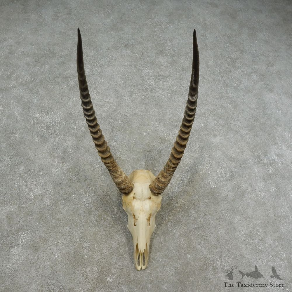 Common Waterbuck Shoulder Mount For Sale #16705 @ The Taxidermy Store