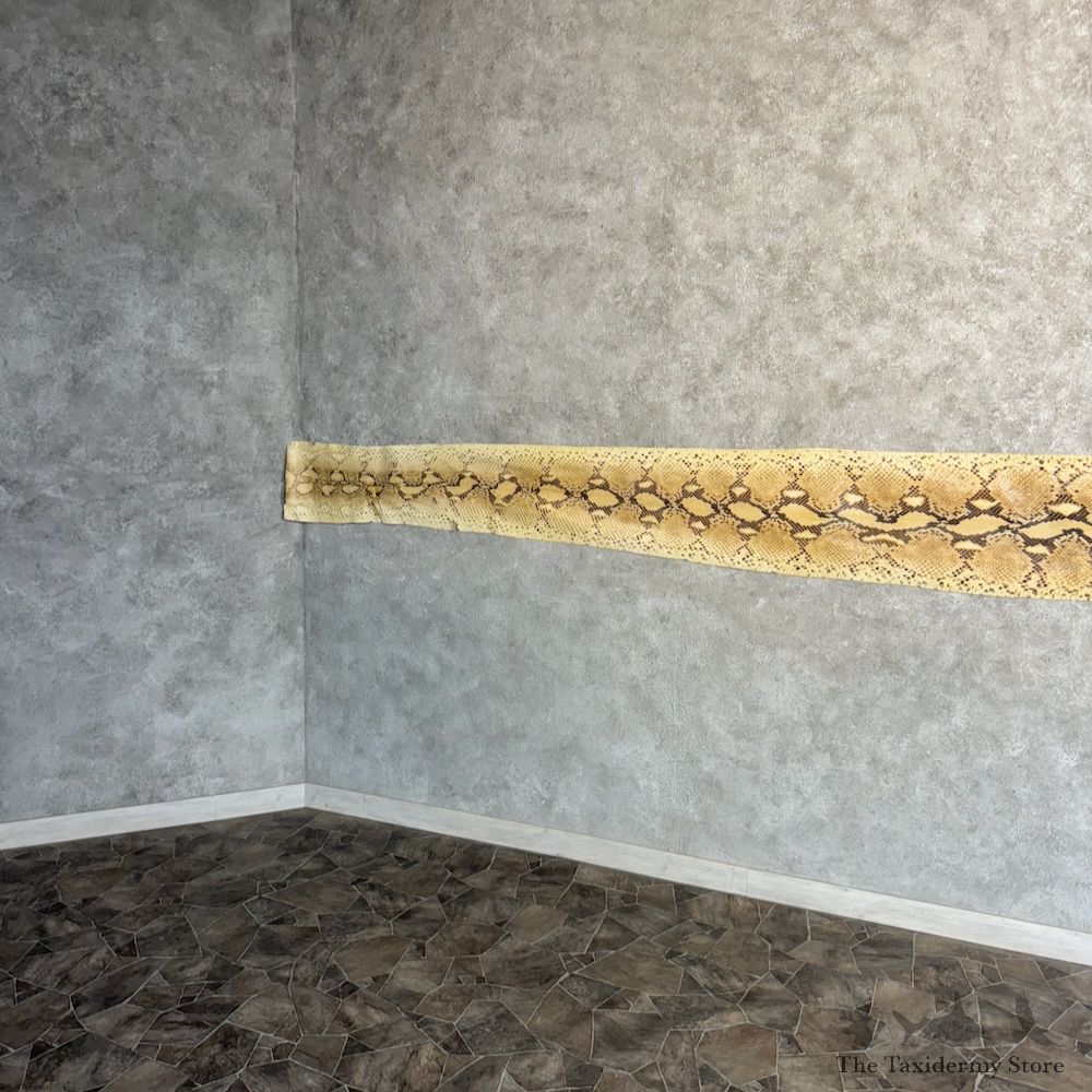 Reticulated Python Snake Skin For Sale #29777 @ The Taxidermy Store