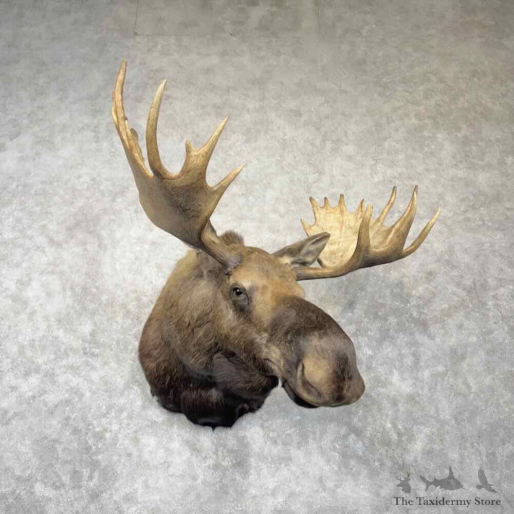Canadian Moose Shoulder Mount For Sale #30366 @ The Taxidermy Store