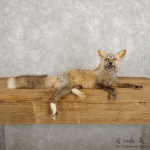 Pearl Cross Fox Mount For Sale #18798 @ The Taxidermy Store