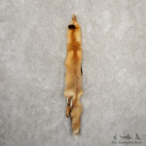 Red Fox Tanned Hide For Sale #20679 @ The Taxidermy Store