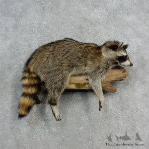 Wall-Hanging Raccoon Mount For Sale #17145 @ The Taxidermy Store