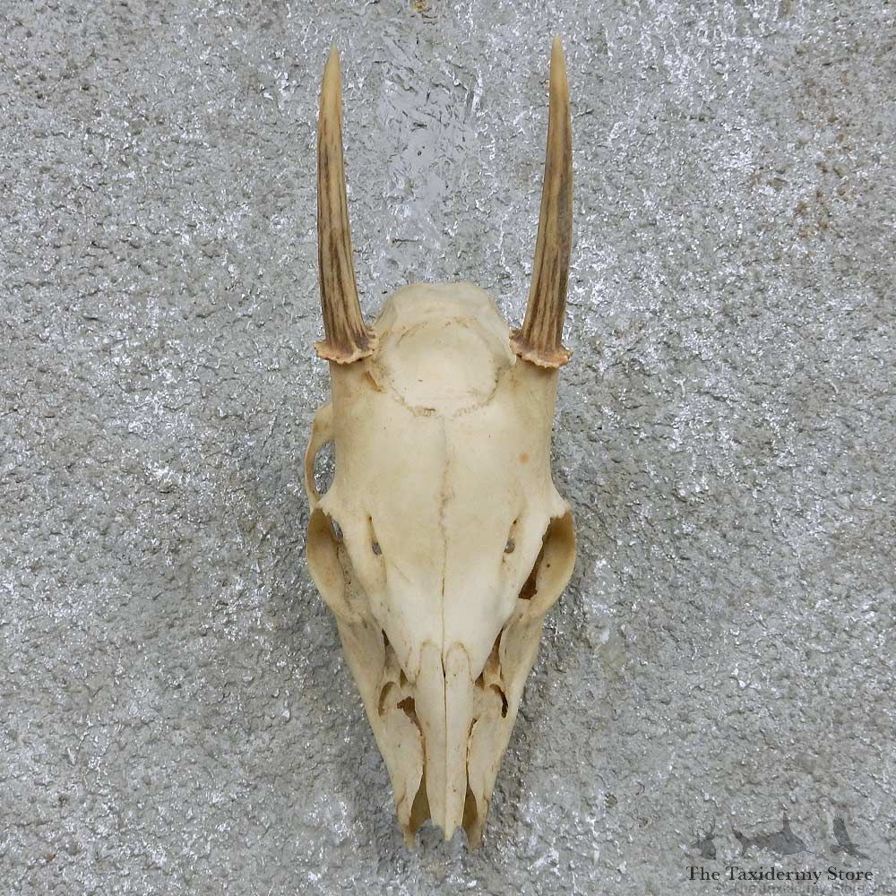 Brocket Deer Skull European Mount For Sale #15169 @ The Taxidermy Store