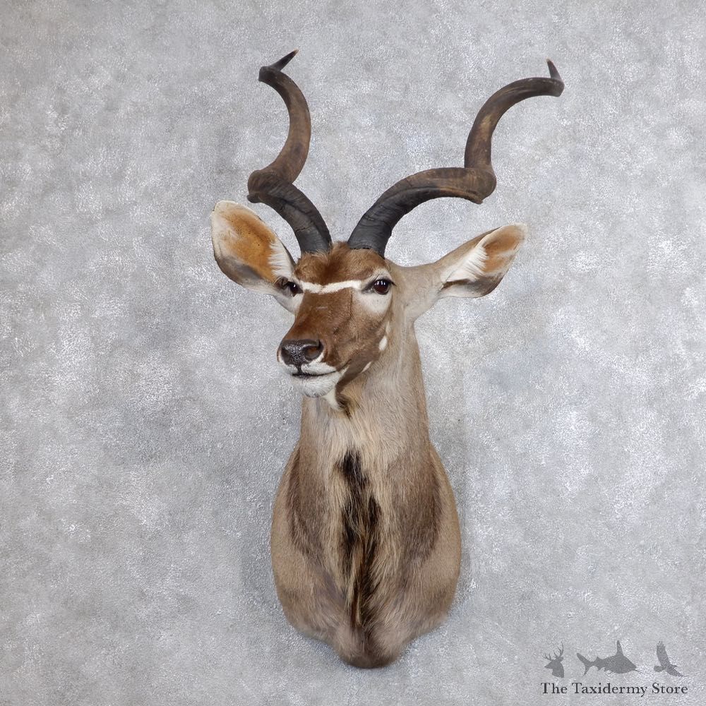 Greater Kudu Shoulder Mount For Sale #18645 @ The Taxidermy Store