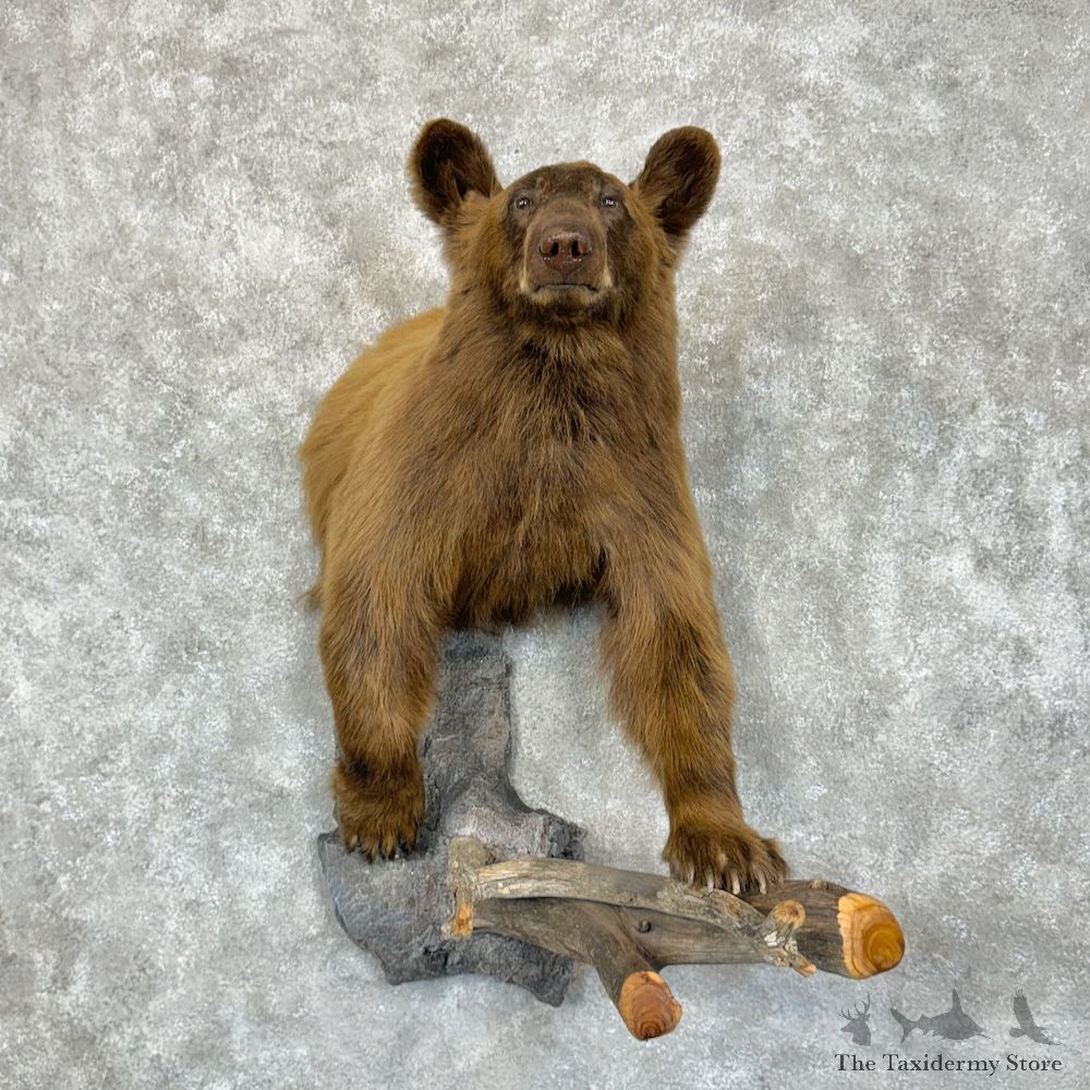 Cinnamon Black Bear 1/2 Life-Size Mount For Sale #29440 - The Taxidermy Store