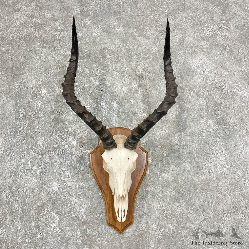 Impala Skull & Horn European Mount For Sale #25908 @ The Taxidermy Store