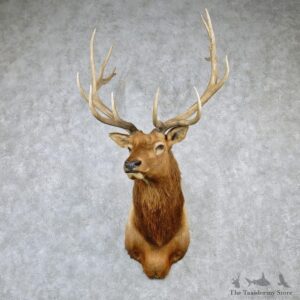 Rocky Mountain Elk Shoulder Taxidermy Head Mount #12604 For Sale @ The Taxidermy Store