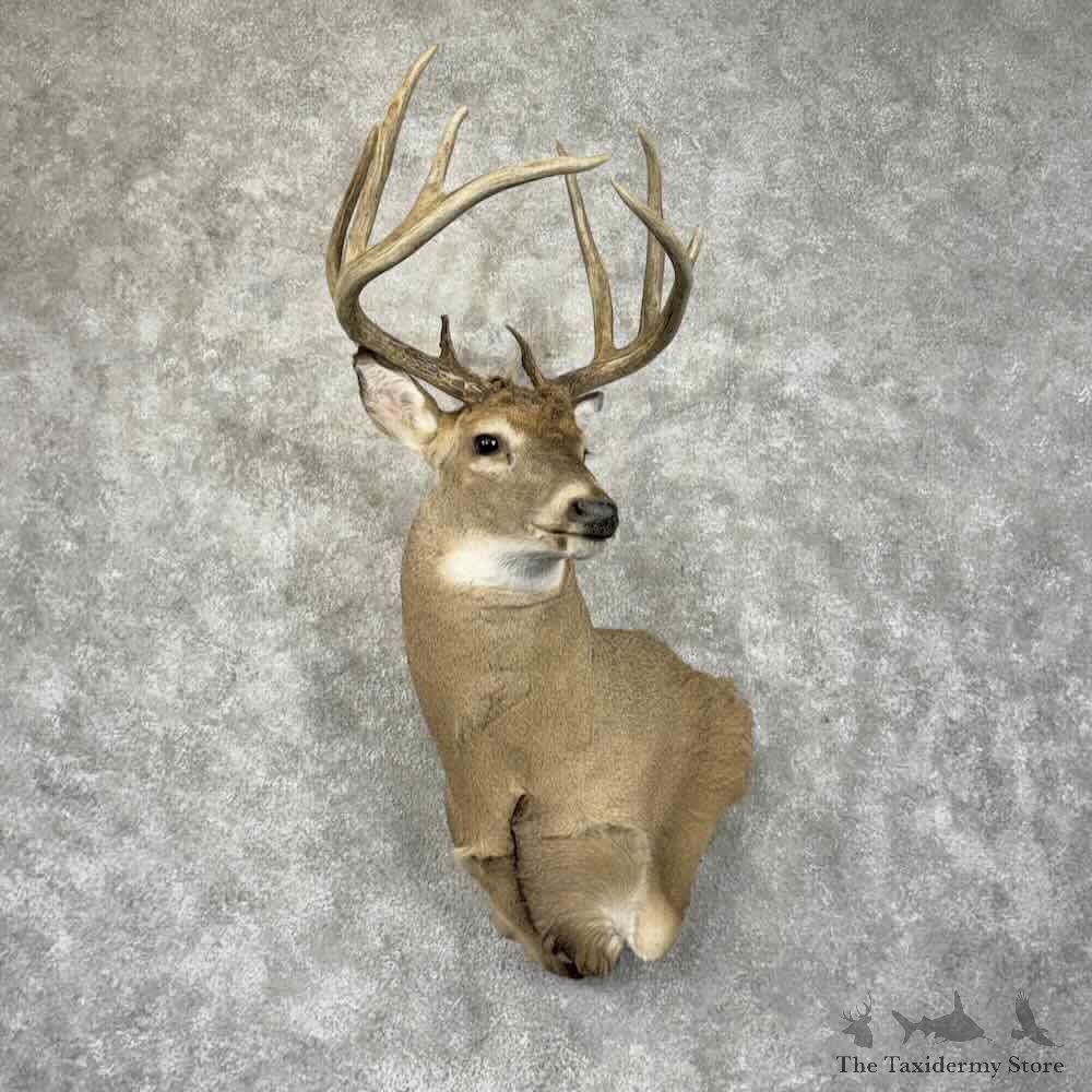 Whitetail Deer Wall Pedestal Mount For Sale #31487 @ The Taxidermy Store
