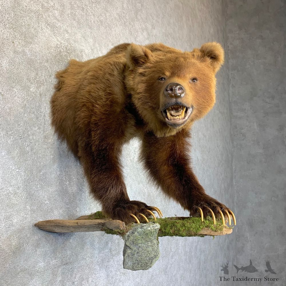 Grizzly Bear Half Life-Size Mount For Sale #23760 @ The Taxidermy Store