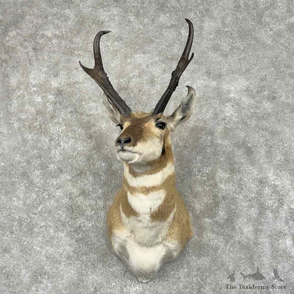 Pronghorn Antelope Shoulder Mount For Sale #32109 @ The Taxidermy Store