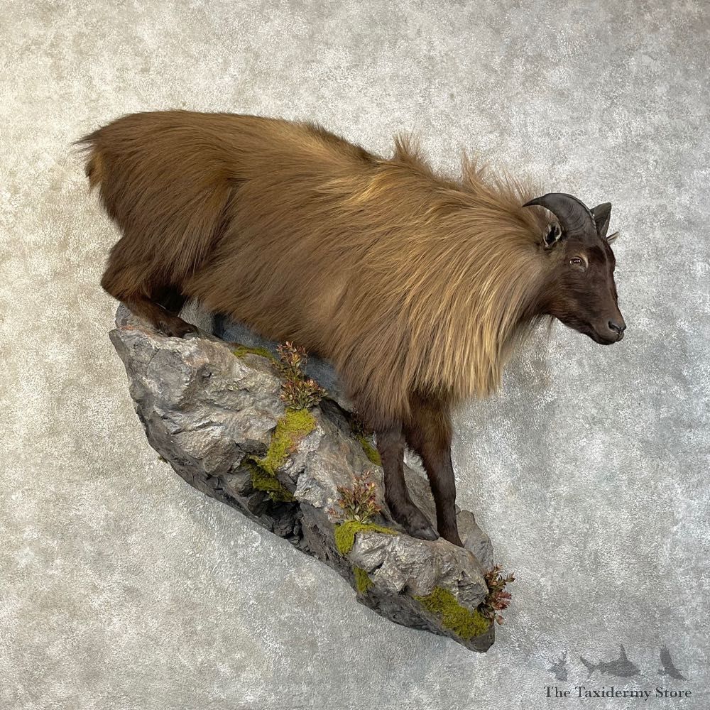 Himalayan Tahr Life Size Mount For Sale #25150 @ The Taxidermy Store