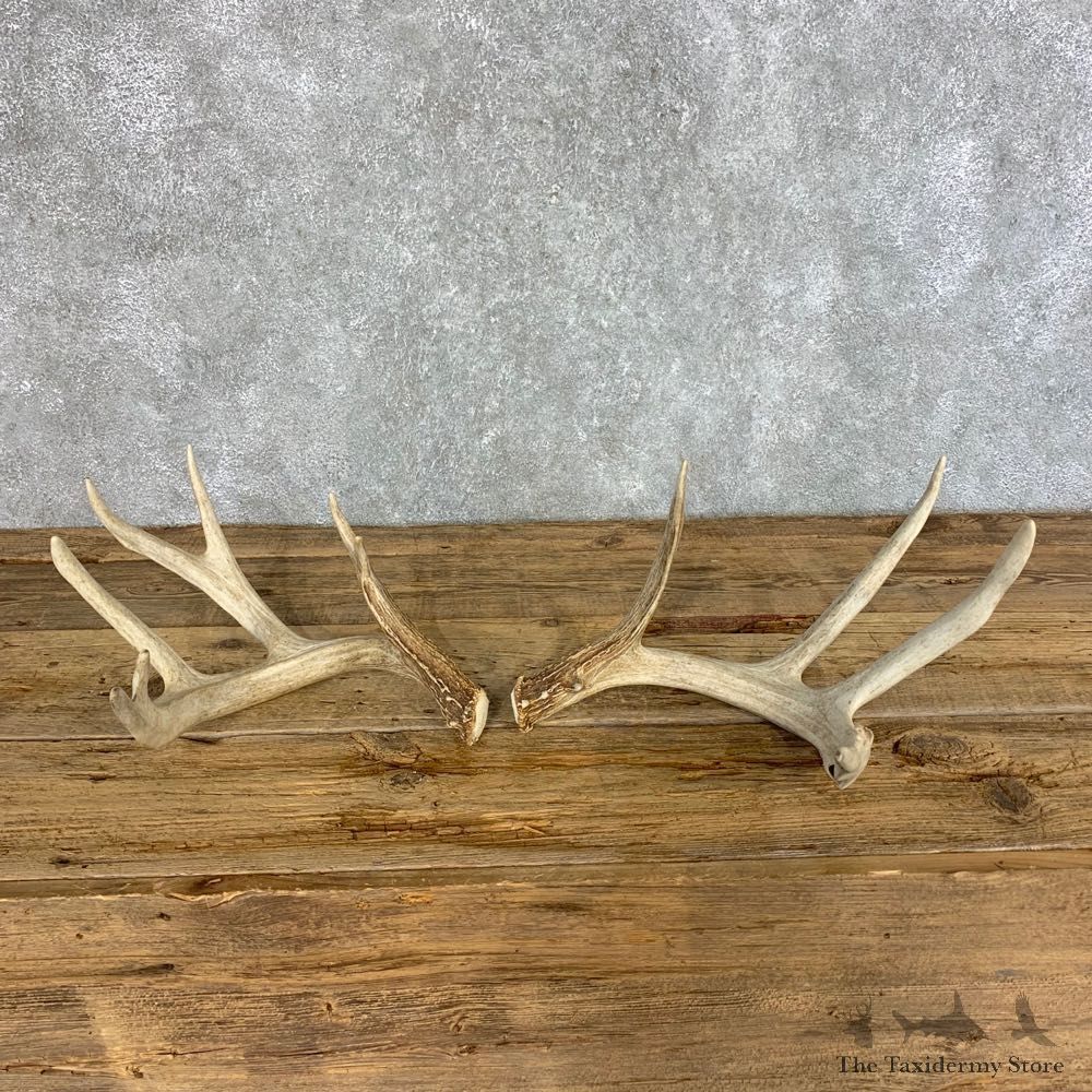 Whitetail Deer Antler Set For Sale #21512 @ The Taxidermy Store