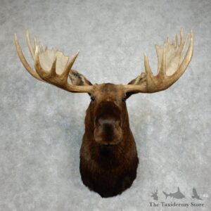 Moose Shoulder Mount For Sale #17976 @ The Taxidermy Store