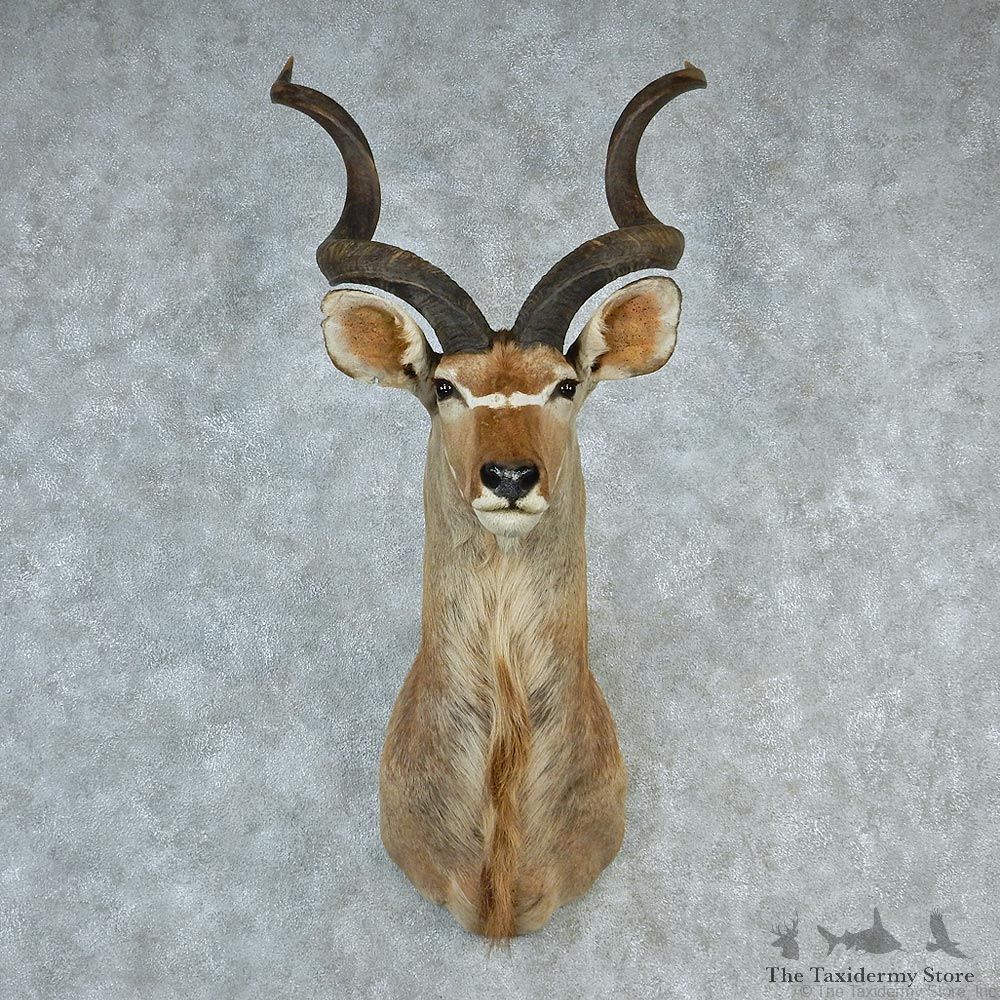 African Greater Kudu Taxidermy Shoulder Mount #12663 For Sale @ The Taxidermy Store