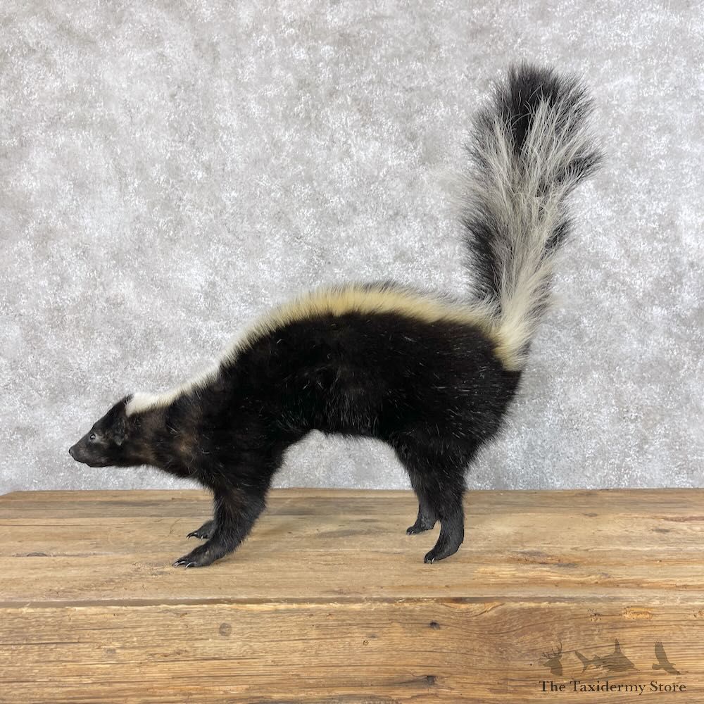 Striped Skunk Life-Size Mount For Sale #28659 @ The Taxidermy Store