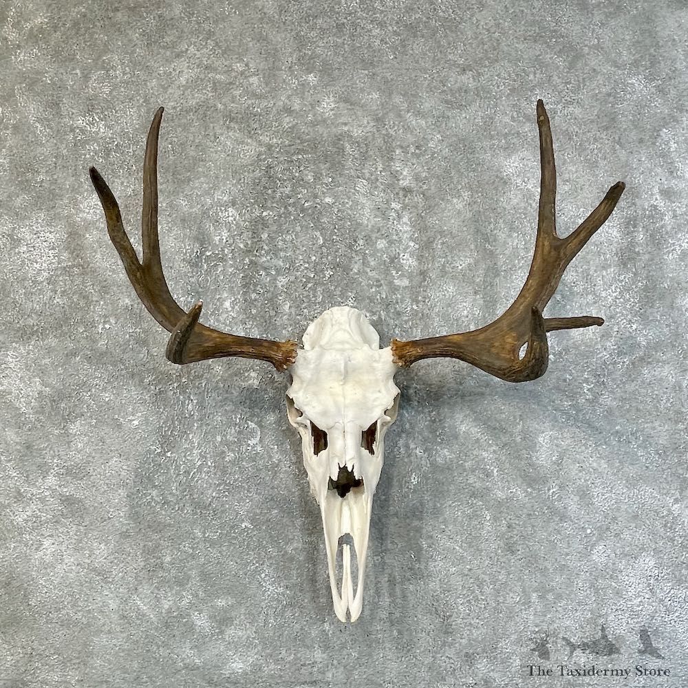 Moose Skull European Mount For Sale #25211 @ The Taxidermy Store